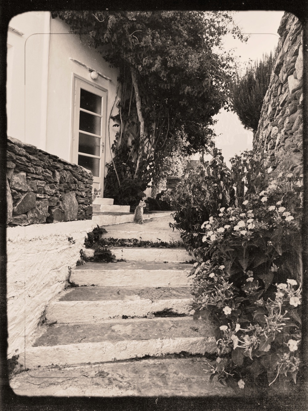 Stone steps lined with flowers on a Greek island