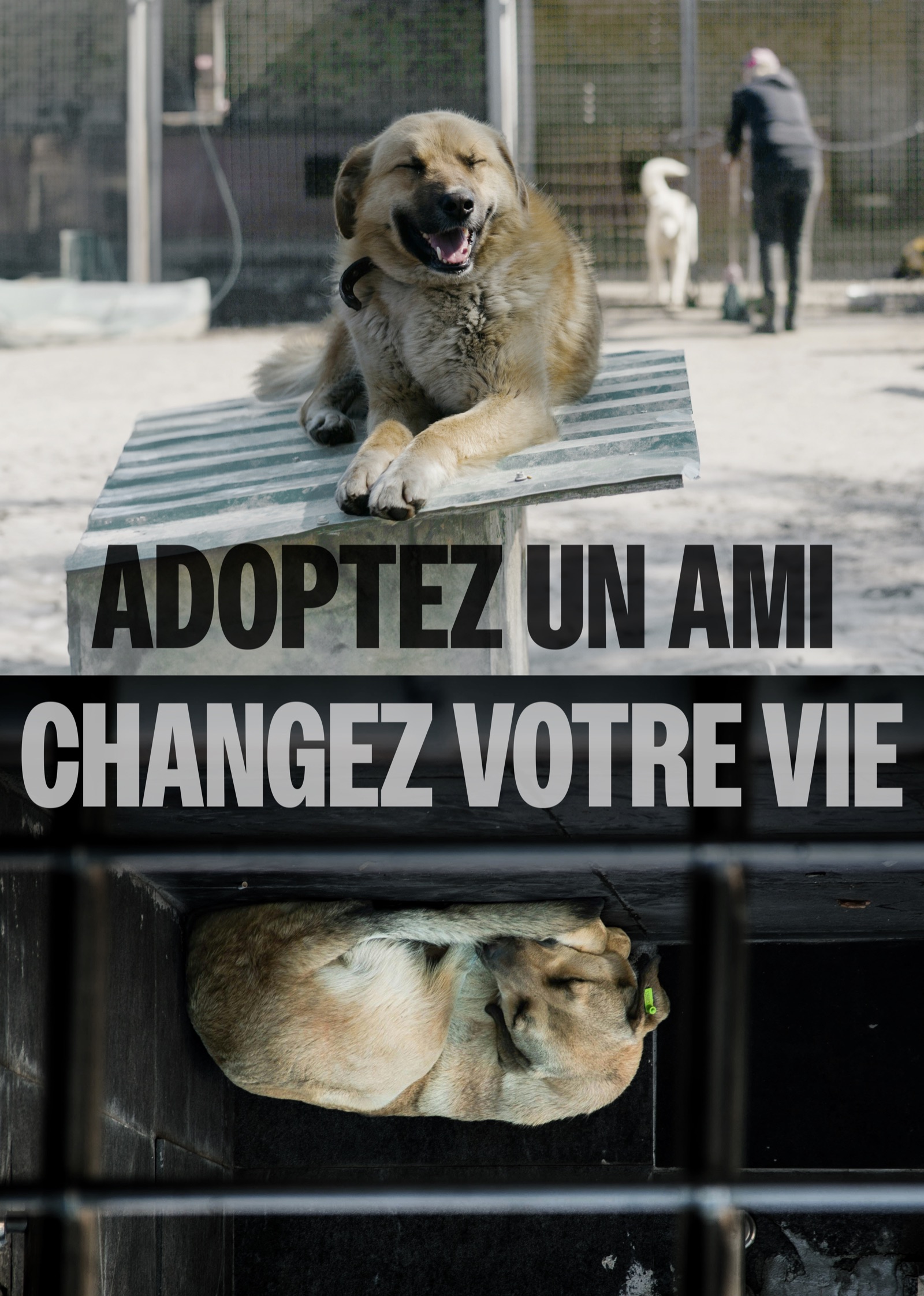 The full ad: a smiling dog on a kennel roof over the words Adoptez un ami, and a dog curled up upside down behind bars under Changez votre vie
